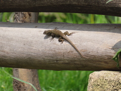 Sceloporus grammicus