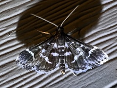 Diasemiodes janassialis
