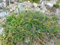 Oxytropis coerulea