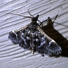 Diasemiodes janassialis