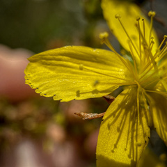 Hypericum perforatum