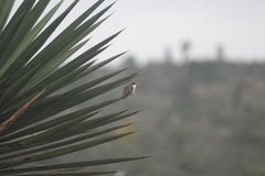 Leucolia violiceps