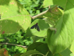 Cyananthrax cyanopterus