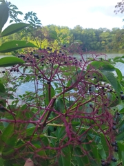 Sambucus canadensis