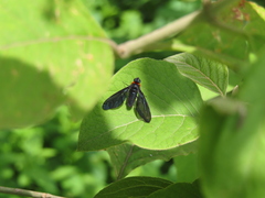 Cyananthrax cyanopterus