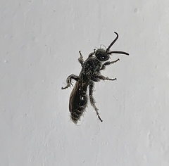 Tiphiinae