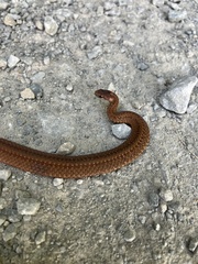 Storeria occipitomaculata