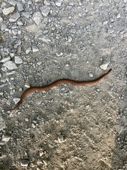 Storeria occipitomaculata