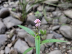 Persicaria pensylvanica