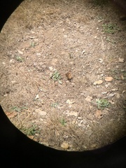 Junonia grisea
