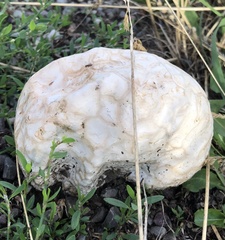Calvatia