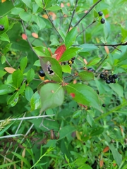 Aronia melanocarpa