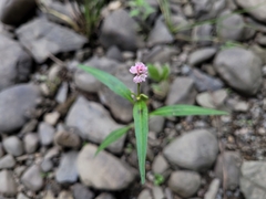 Persicaria pensylvanica