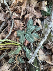 Goodyera pubescens