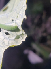 Trichoplusia ni