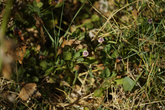 Phyla nodiflora