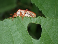 Edessa rufomarginata