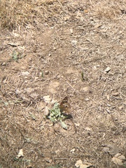 Junonia grisea