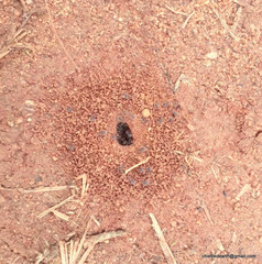 Meranoplus bicolor