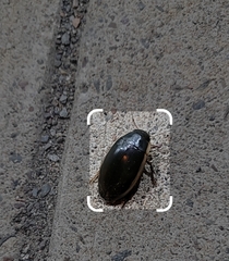 Dytiscus verticalis