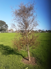 Dacrycarpus dacrydioides