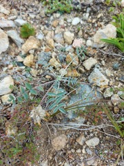 Astragalus laguroides