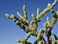 Tecticornia