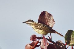 Myiodynastes luteiventris