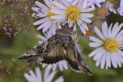 Autographa