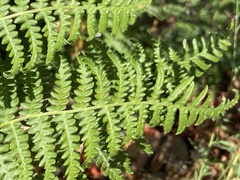 Pteridium aquilinum pubescens