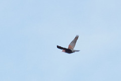 Patagioenas flavirostris