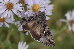 Autographa
