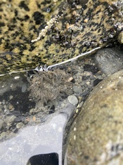 Anthopleura artemisia