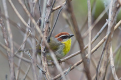 Basileuterus rufifrons