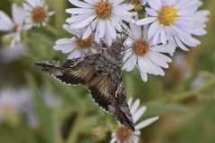 Autographa