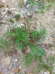 Pulsatilla turczaninovii