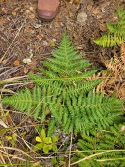 Pteridium aquilinum pubescens