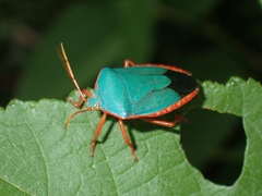 Edessa rufomarginata