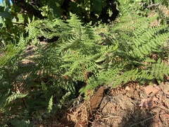 Pteridium aquilinum pubescens