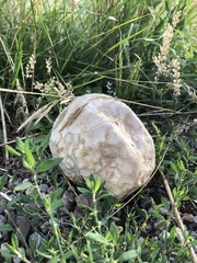 Calvatia
