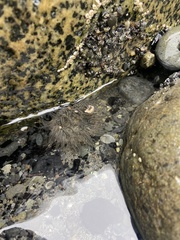 Anthopleura artemisia