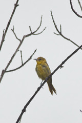 Icterus