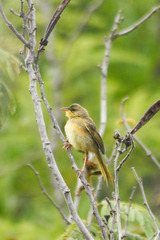 Geothlypis poliocephala