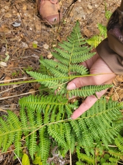 Pteridium aquilinum pubescens