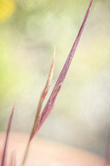 Phragmites australis australis