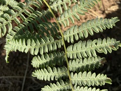 Pteridium aquilinum pubescens