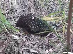 Tachyglossus aculeatus
