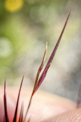 Phragmites australis australis