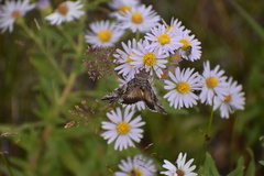 Autographa