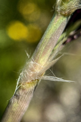 Phragmites australis australis